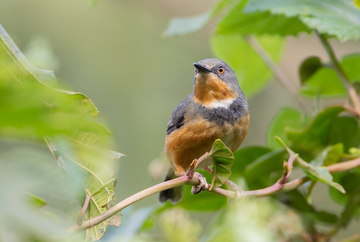 Rwenzori Apalis - ML629268631