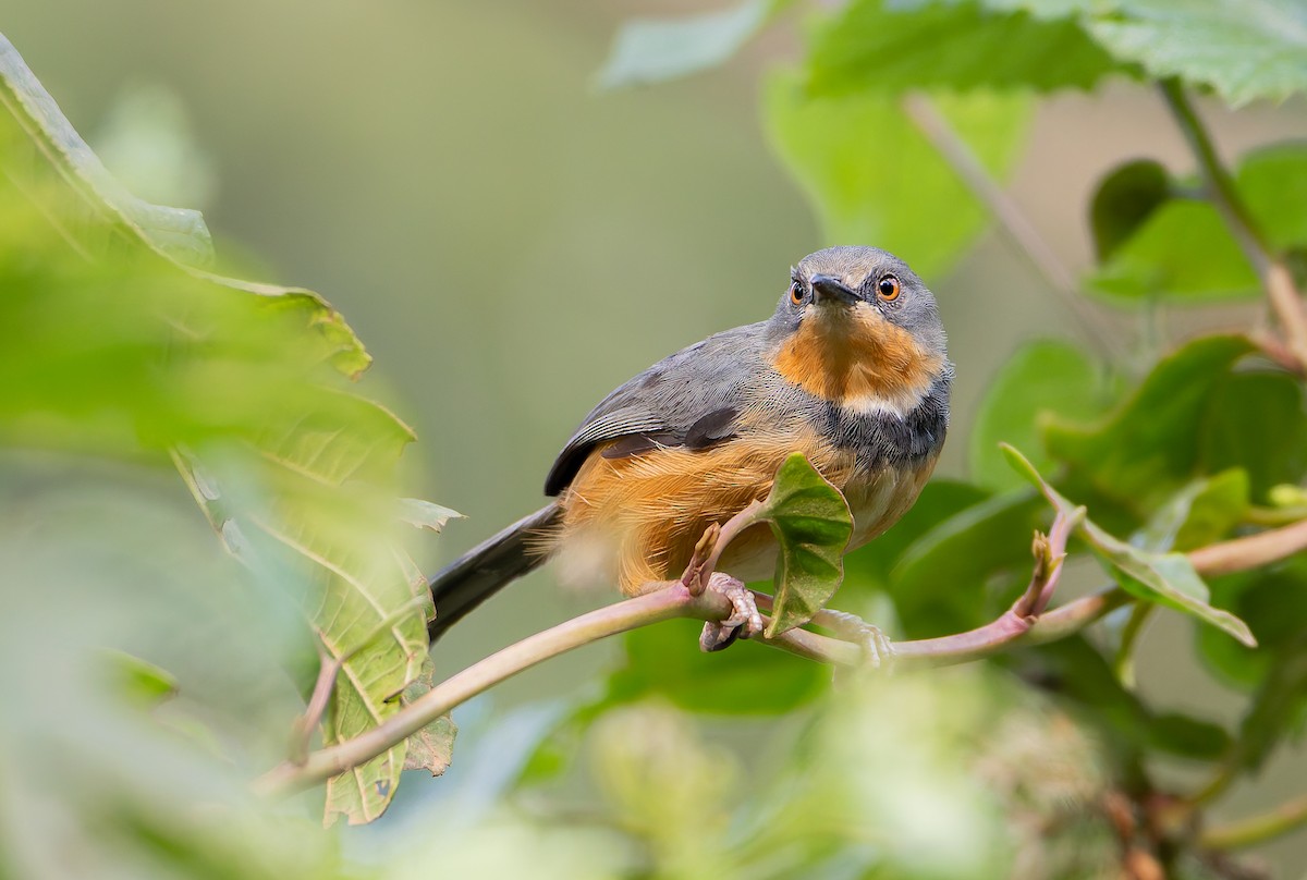 Rwenzori Apalis - ML629268633