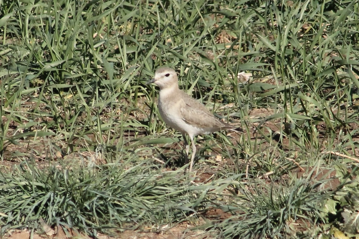 Mountain Plover - ML629268634
