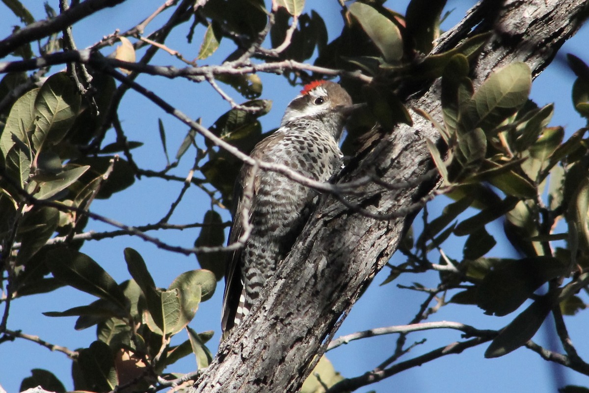 Arizona Woodpecker - ML629268668