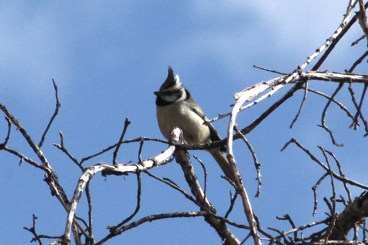 Bridled Titmouse - ML629268674