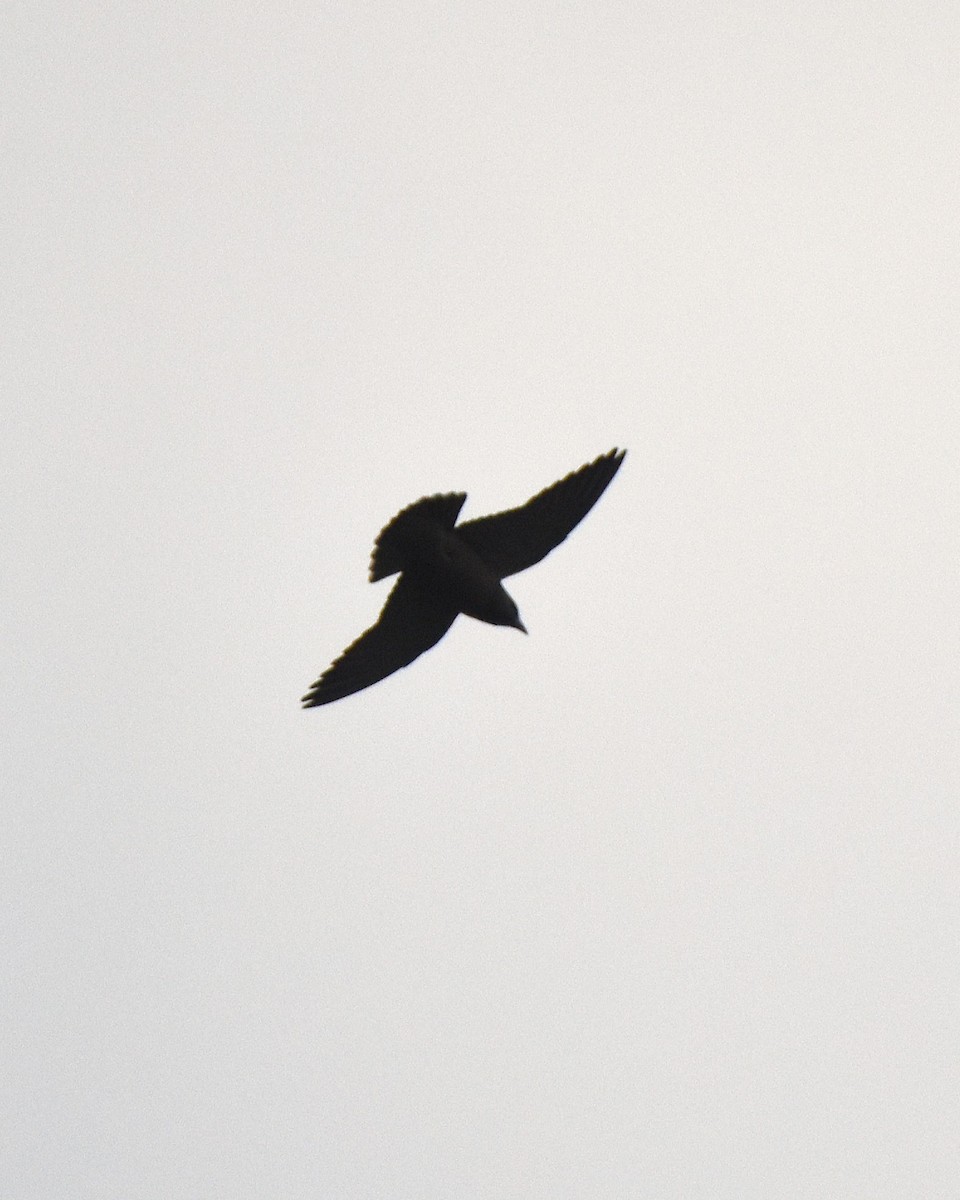 Ashy Woodswallow - ML629268919
