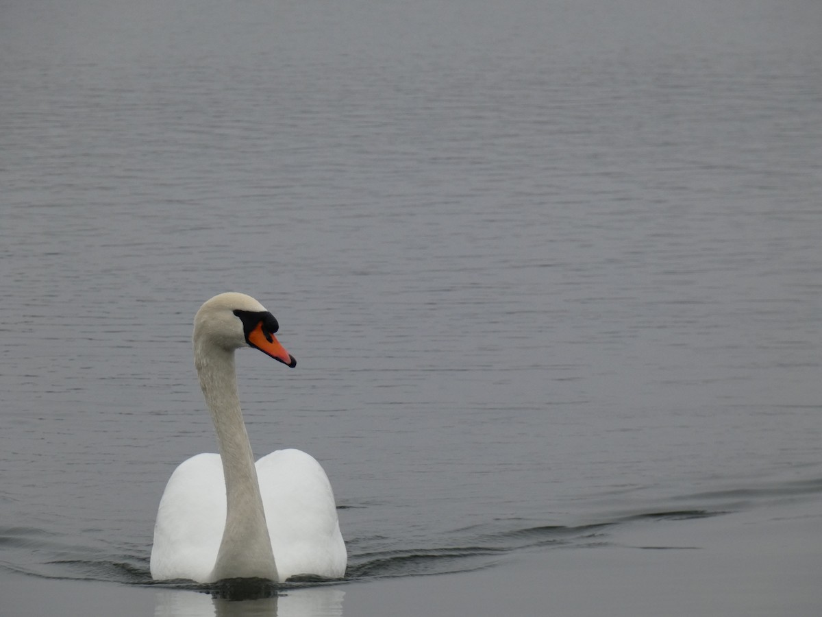 Mute Swan - ML629268959