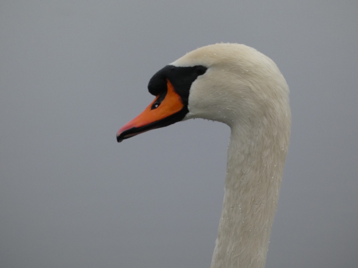 Mute Swan - ML629268960