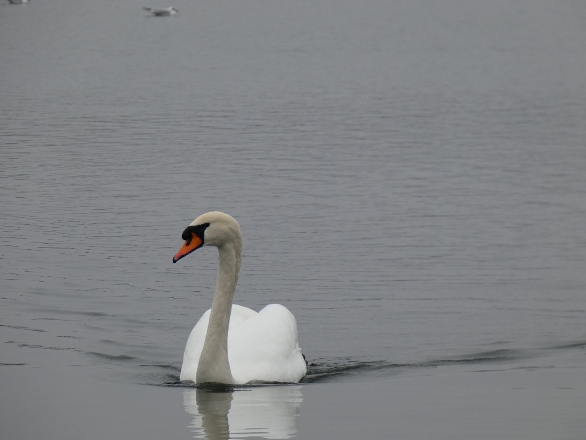 Mute Swan - ML629268961