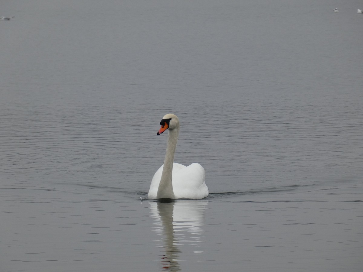 Mute Swan - ML629268962