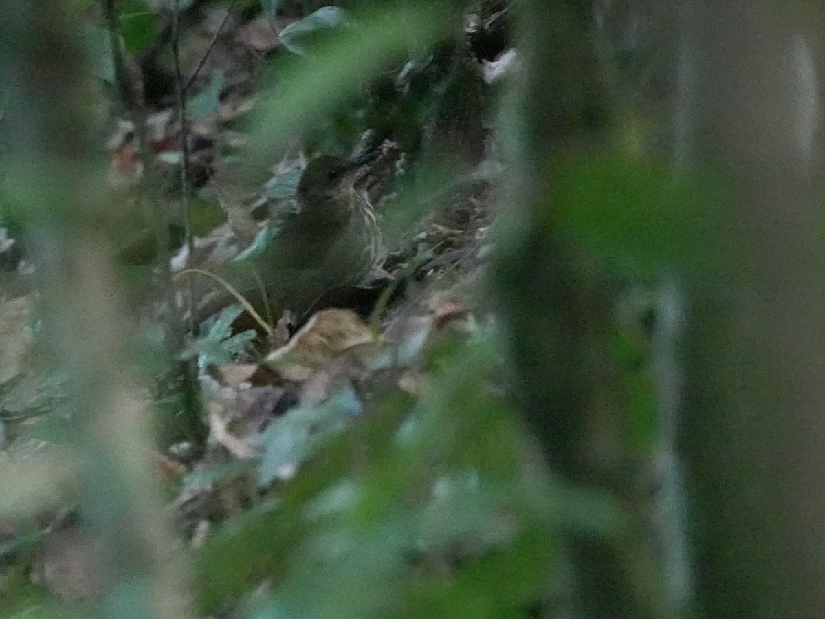 Горный пестрозоб - ML629269017