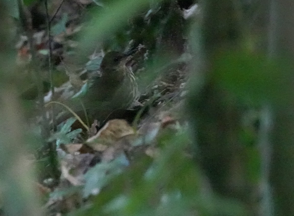 Горный пестрозоб - ML629269018