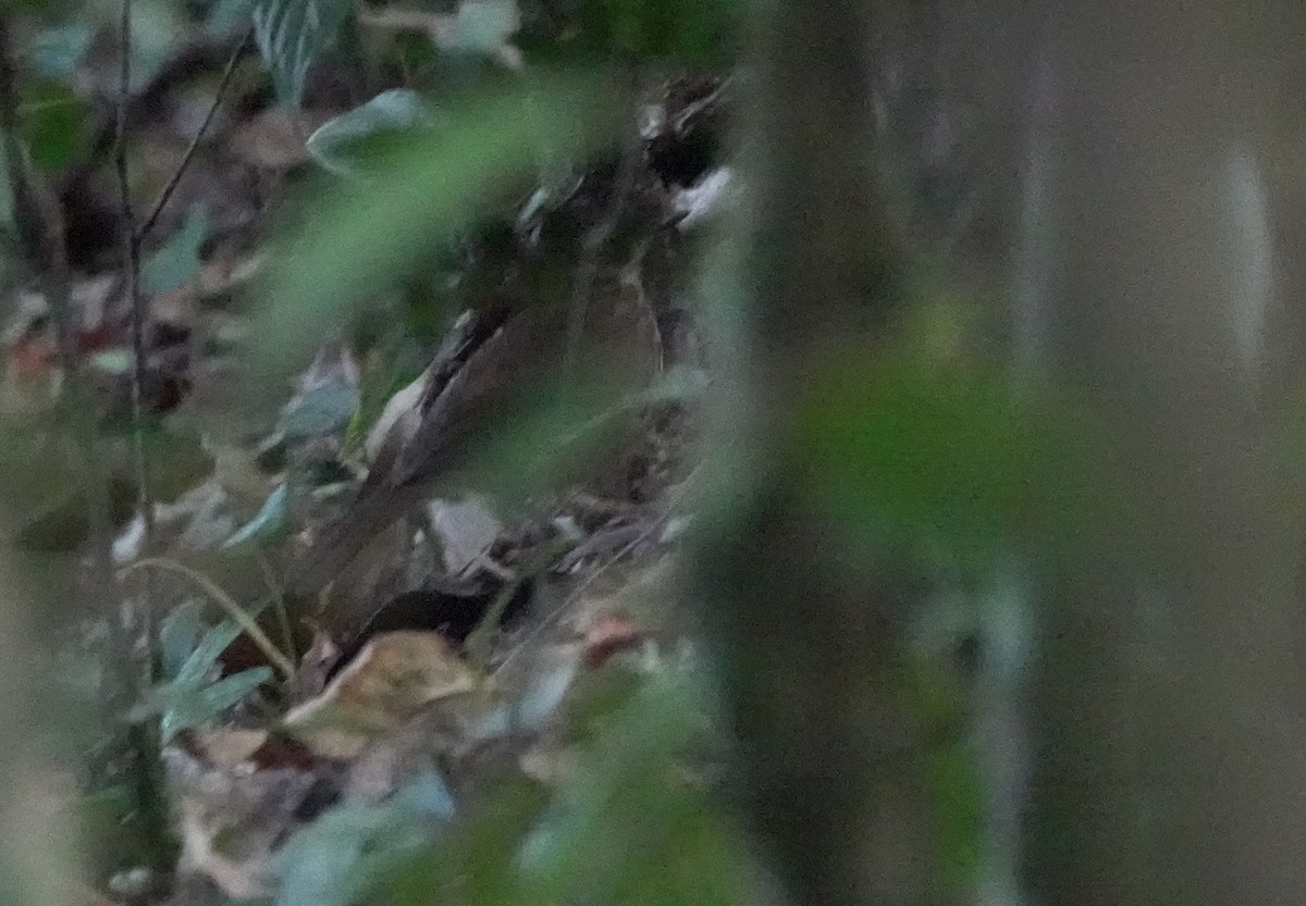 Горный пестрозоб - ML629269019