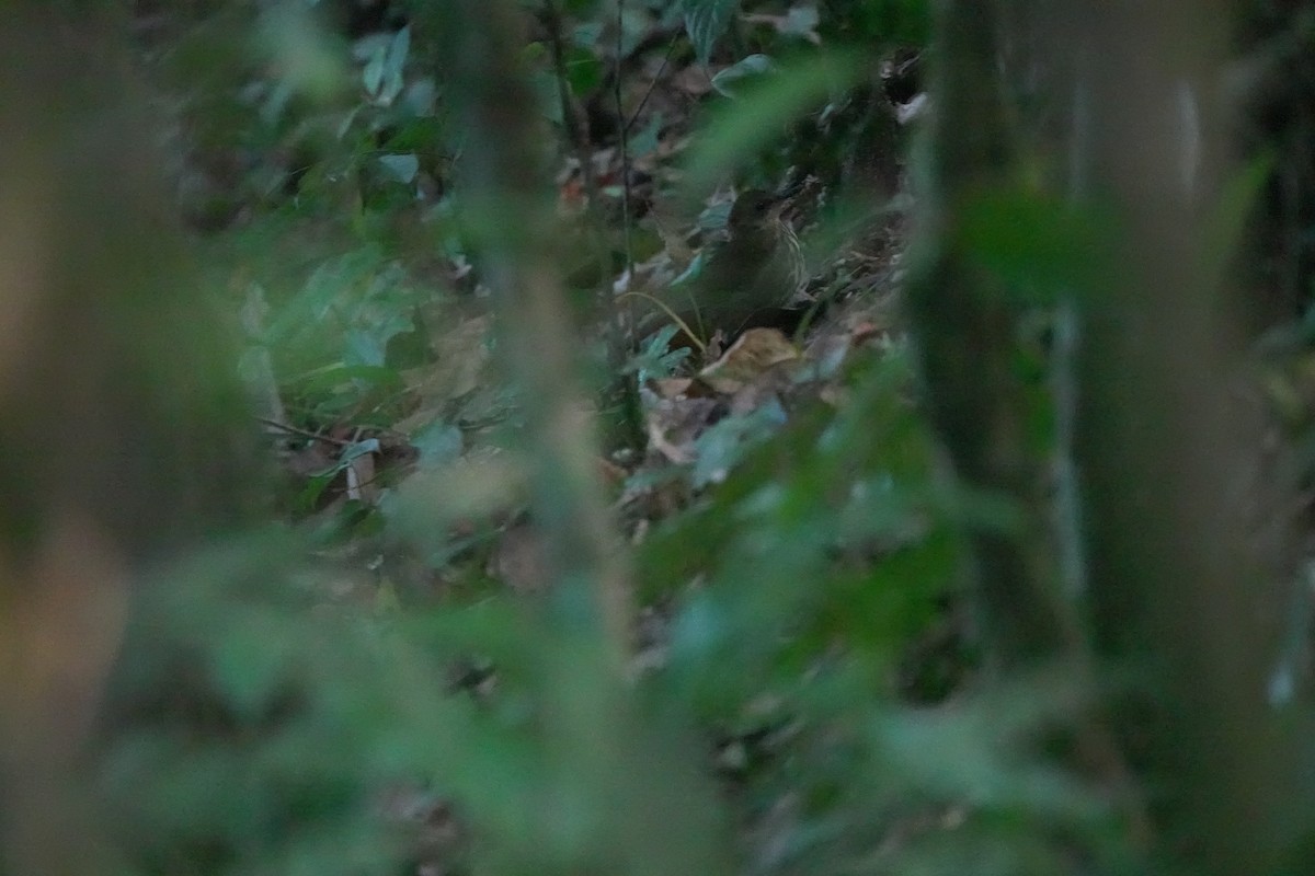 Горный пестрозоб - ML629269020