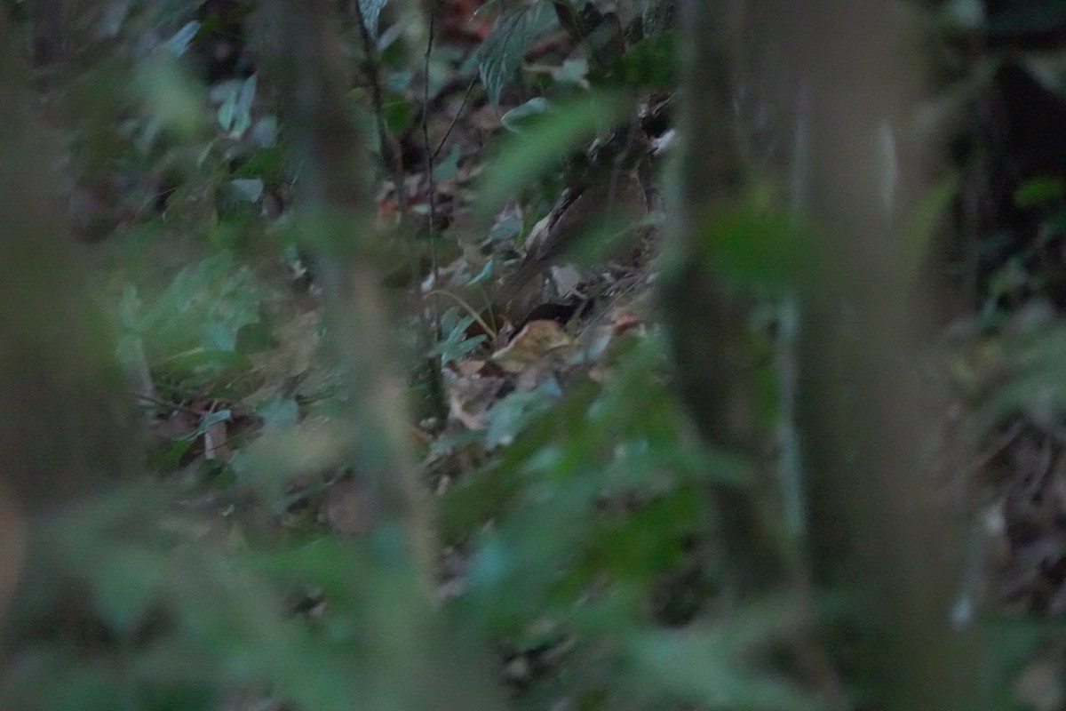 Горный пестрозоб - ML629269021