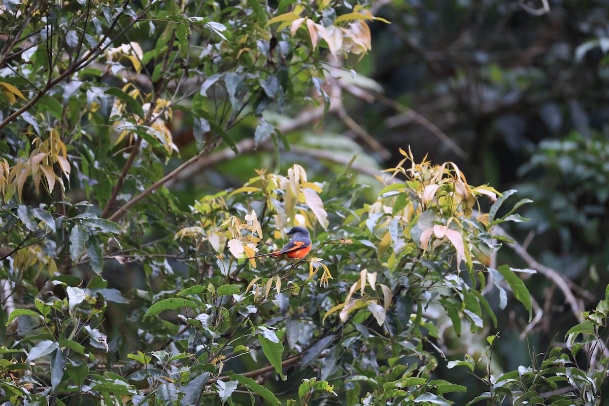 Gray-chinned Minivet - ML629269113