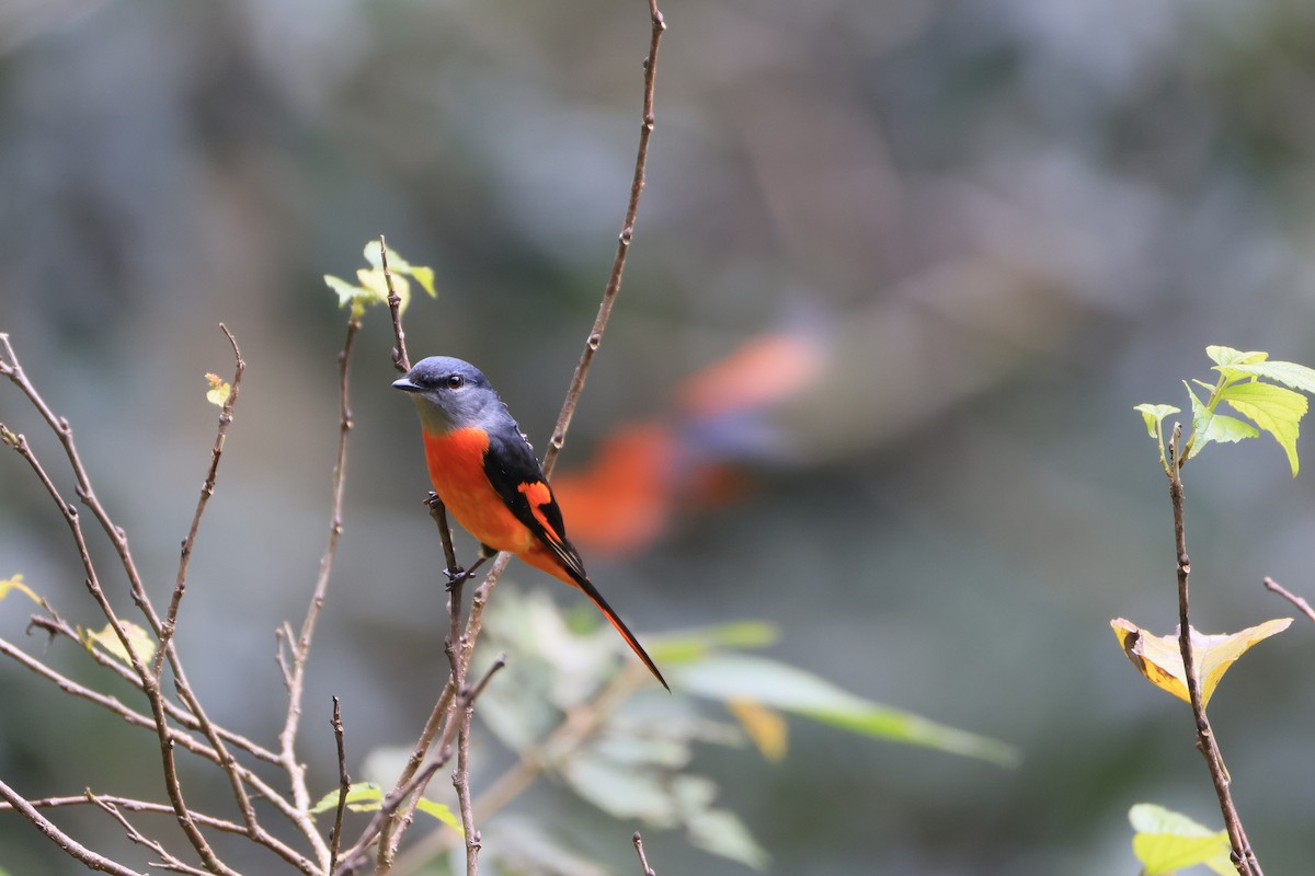 Gray-chinned Minivet - ML629269137