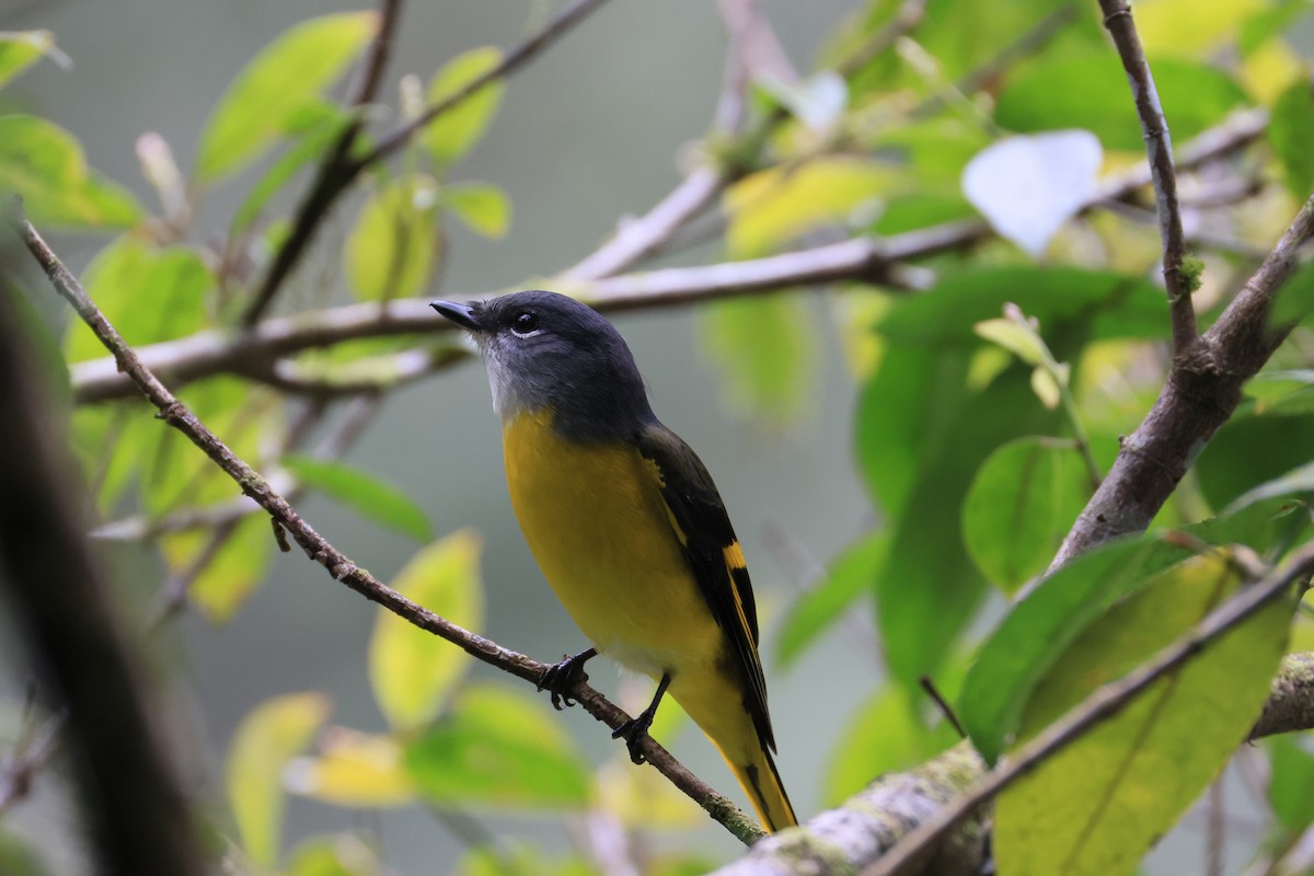 Gray-chinned Minivet - ML629269146