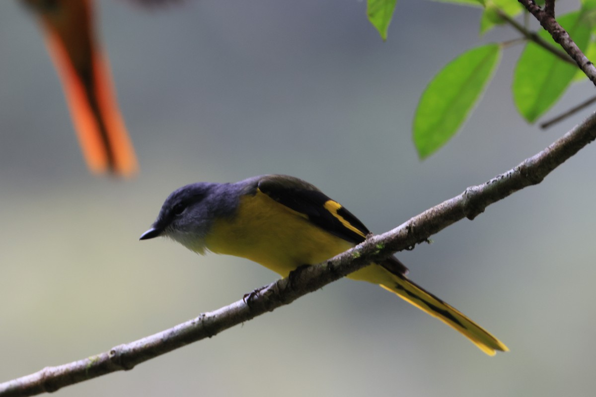 Gray-chinned Minivet - ML629269153