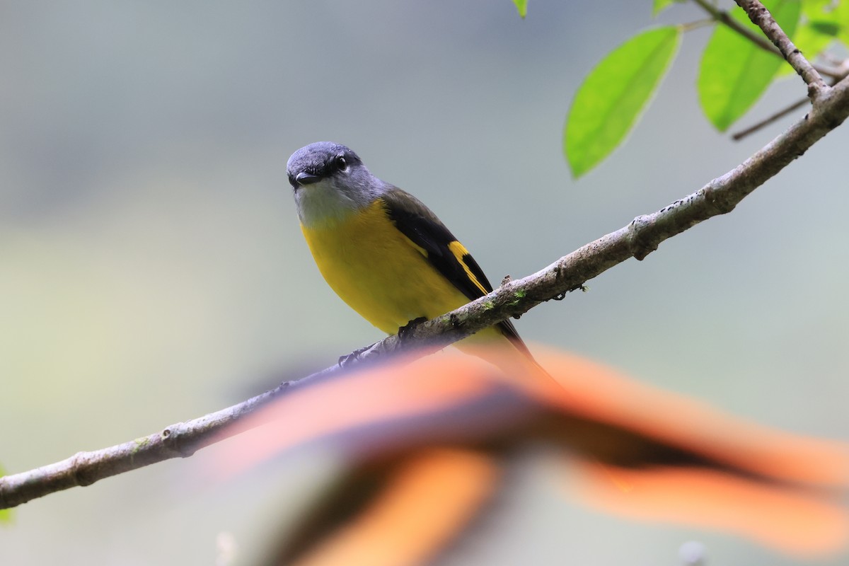 Gray-chinned Minivet - ML629269157