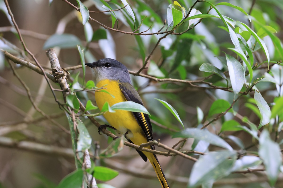 Gray-chinned Minivet - ML629269165