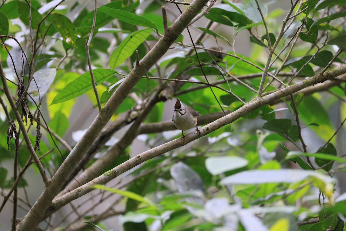 Taiwan Yuhina - ML629269188