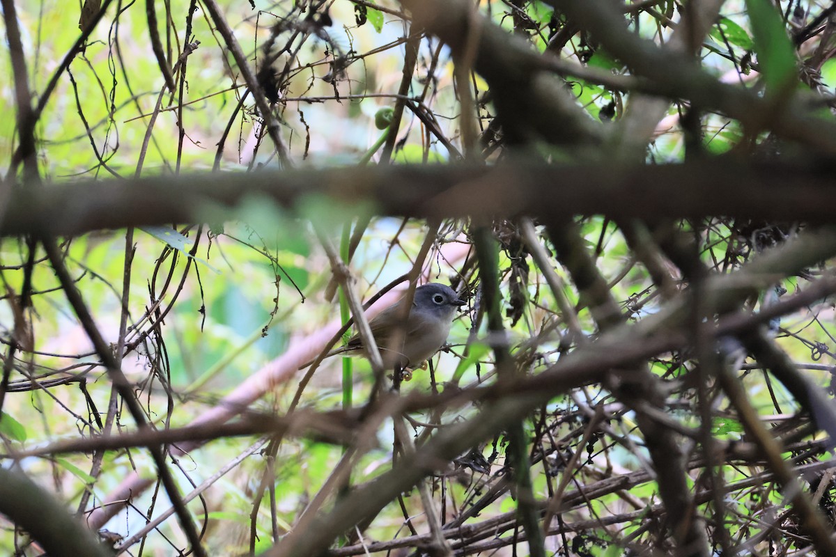 Morrison's Fulvetta - ML629269205