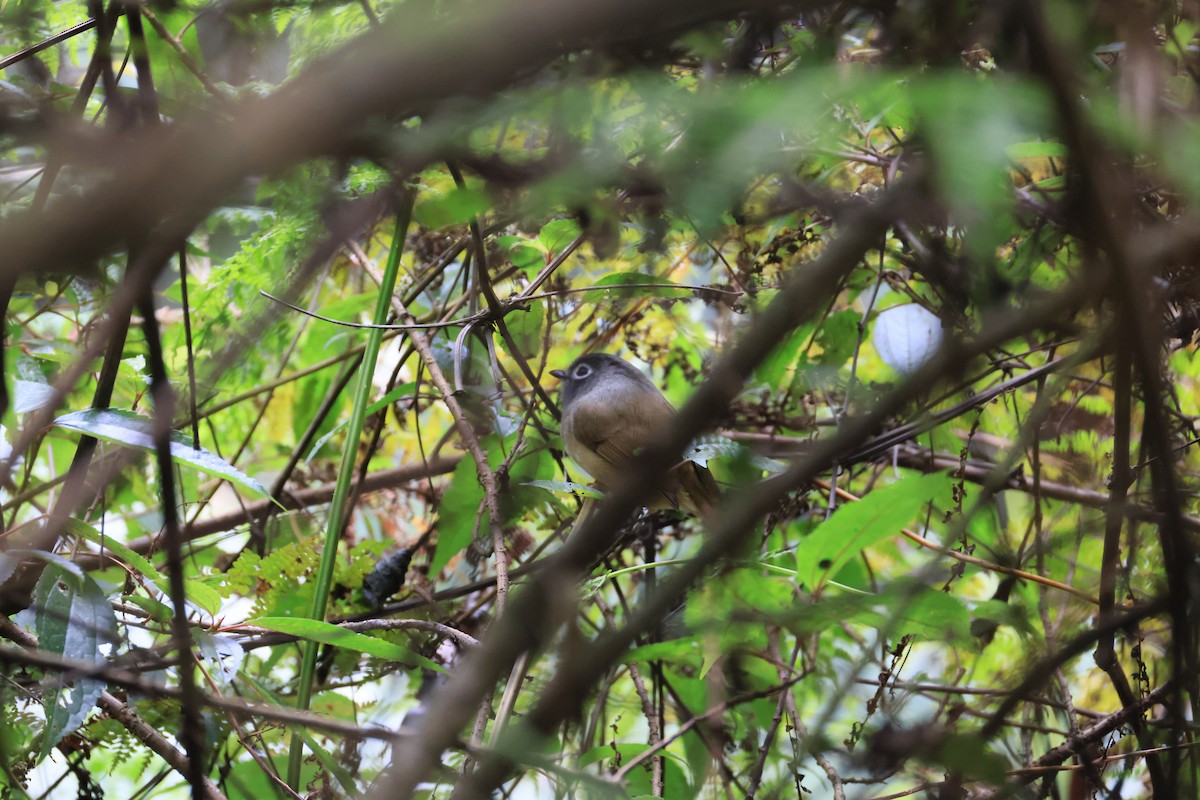Morrison's Fulvetta - ML629269215