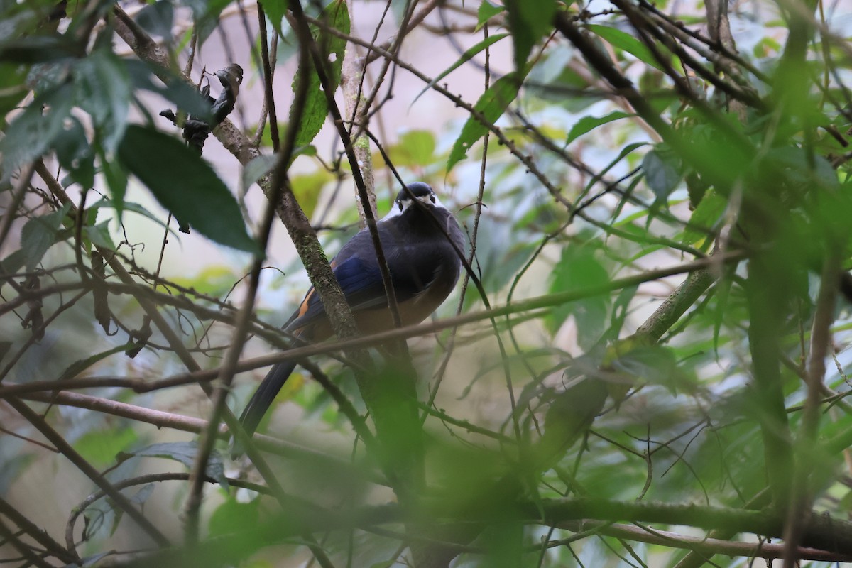 White-eared Sibia - ML629269243
