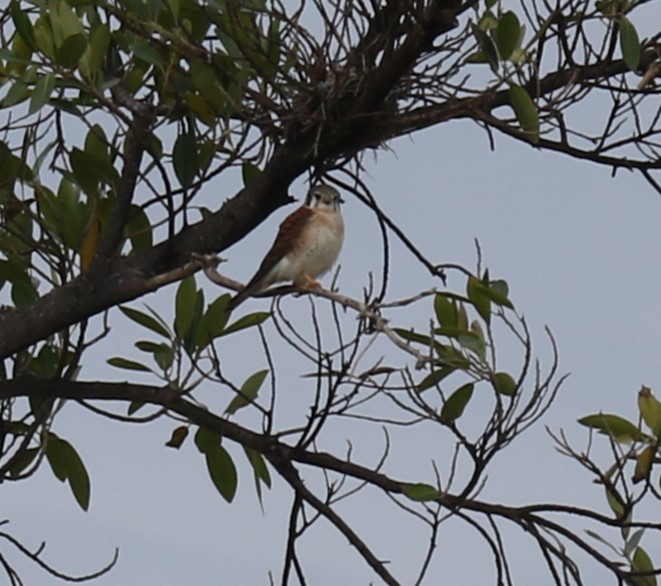 American Kestrel - ML629269253