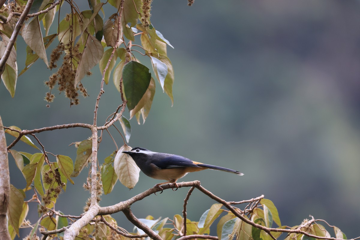 White-eared Sibia - ML629269287