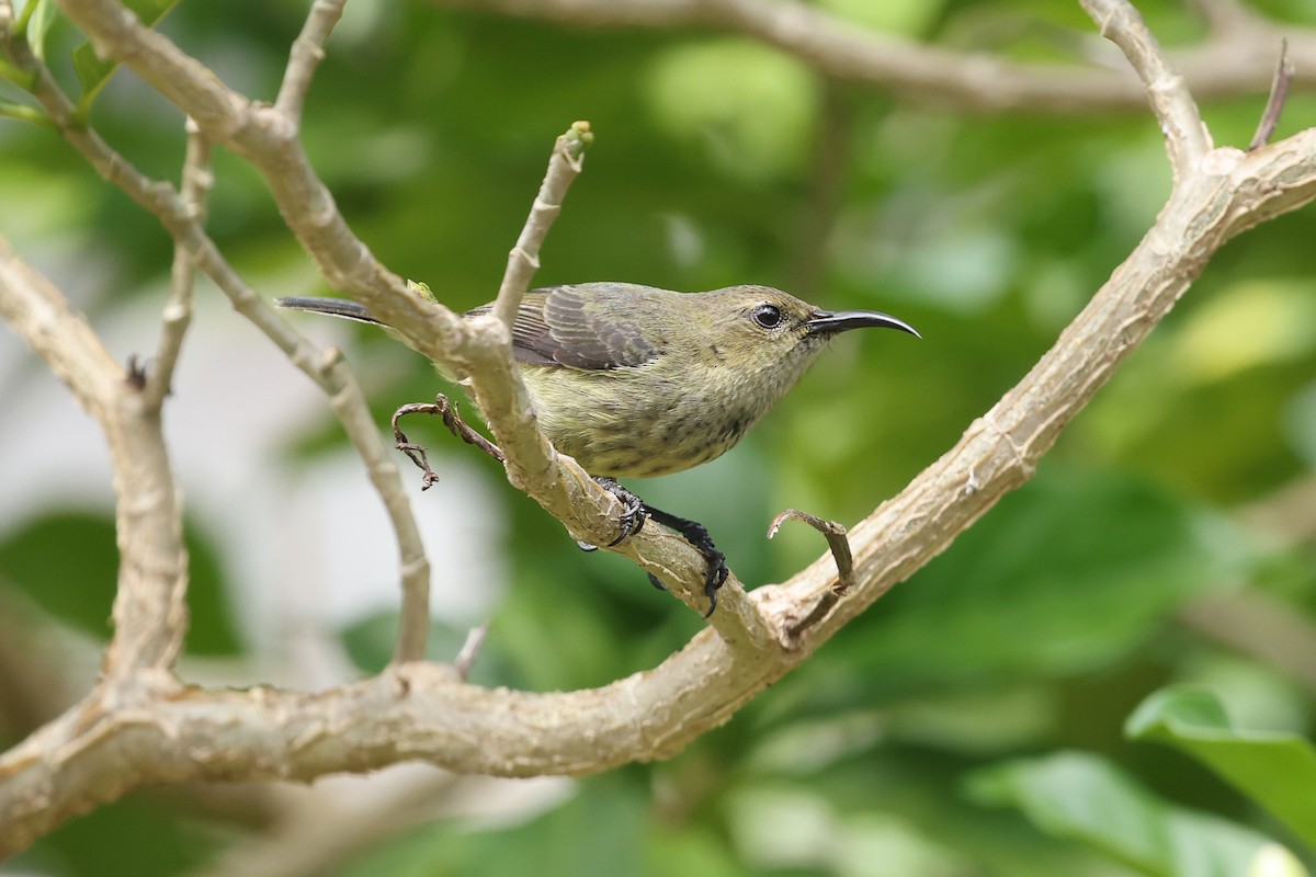 Anjouan Sunbird - ML629269301