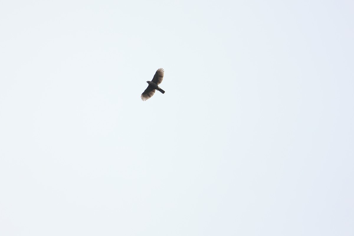 Crested Goshawk - ML629269329