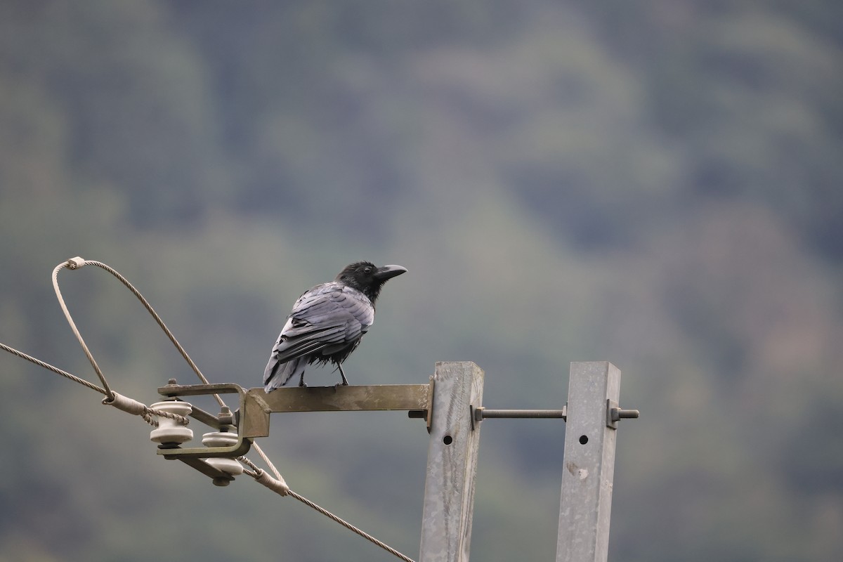 Large-billed Crow - ML629269339