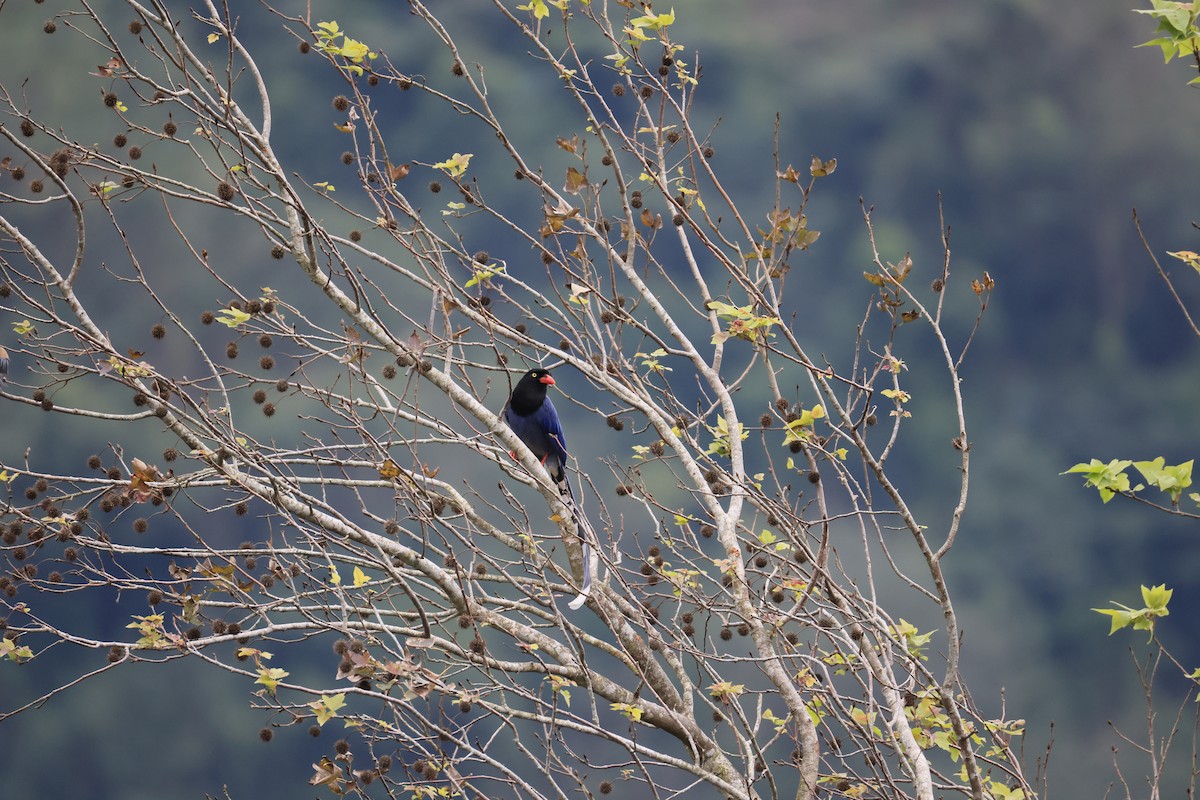 Taiwan Blue-Magpie - ML629269412