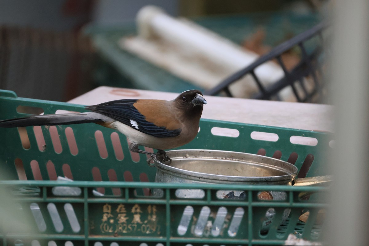 Gray Treepie - ML629269423