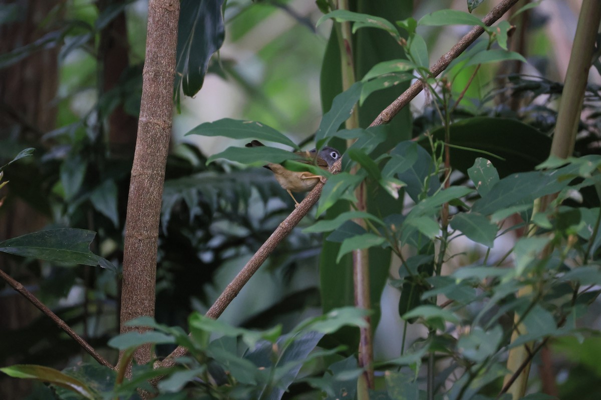 Morrison's Fulvetta - ML629269476