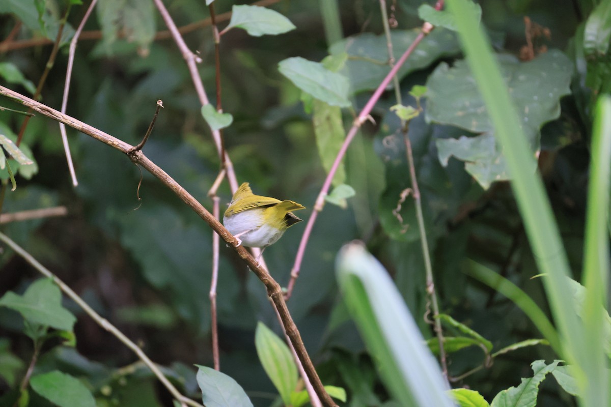 White-bellied Erpornis - ML629269484