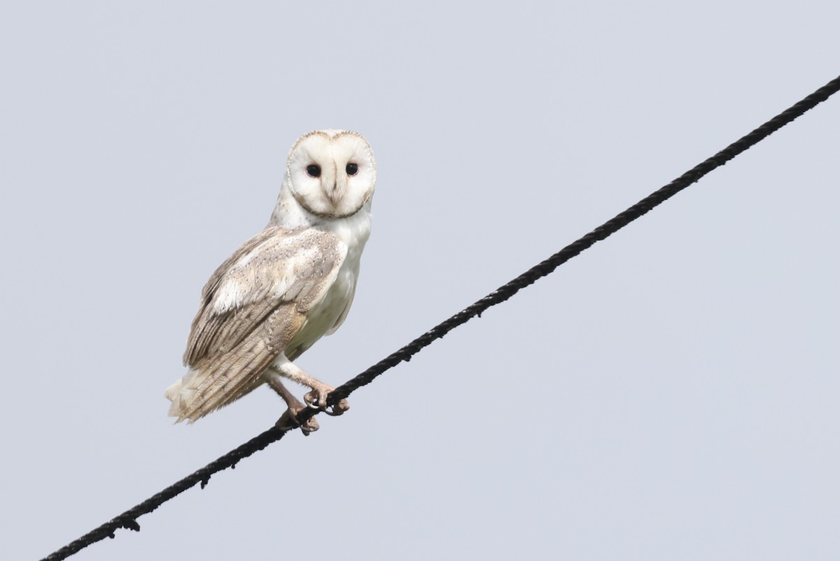 Eastern Barn Owl (Eastern) - ML629269646
