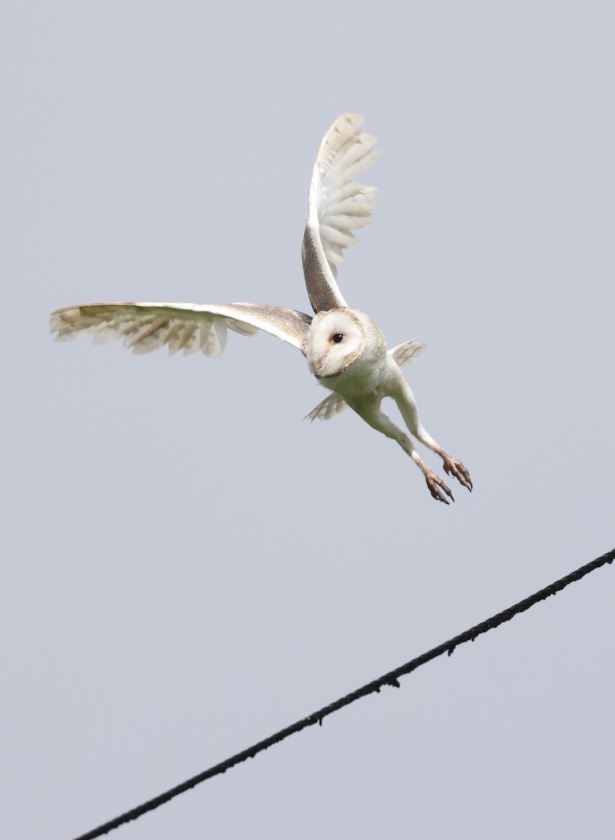 Eastern Barn Owl (Eastern) - ML629269647