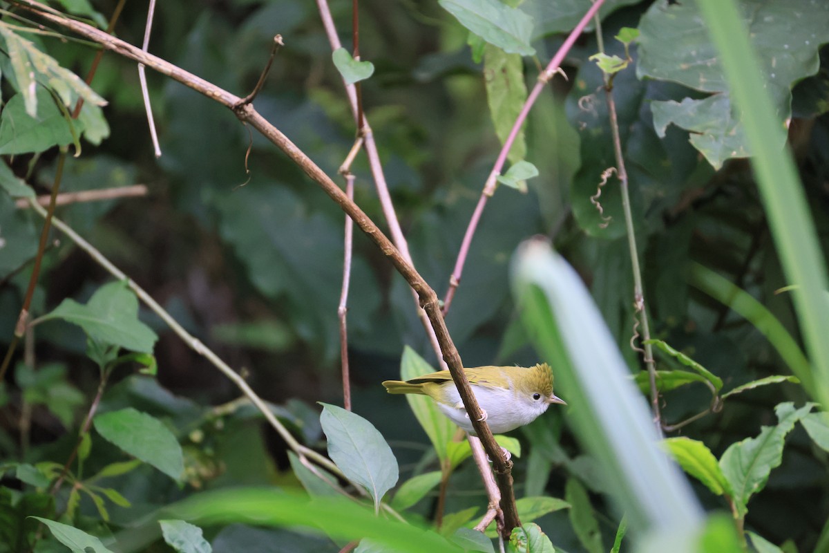 White-bellied Erpornis - ML629269652