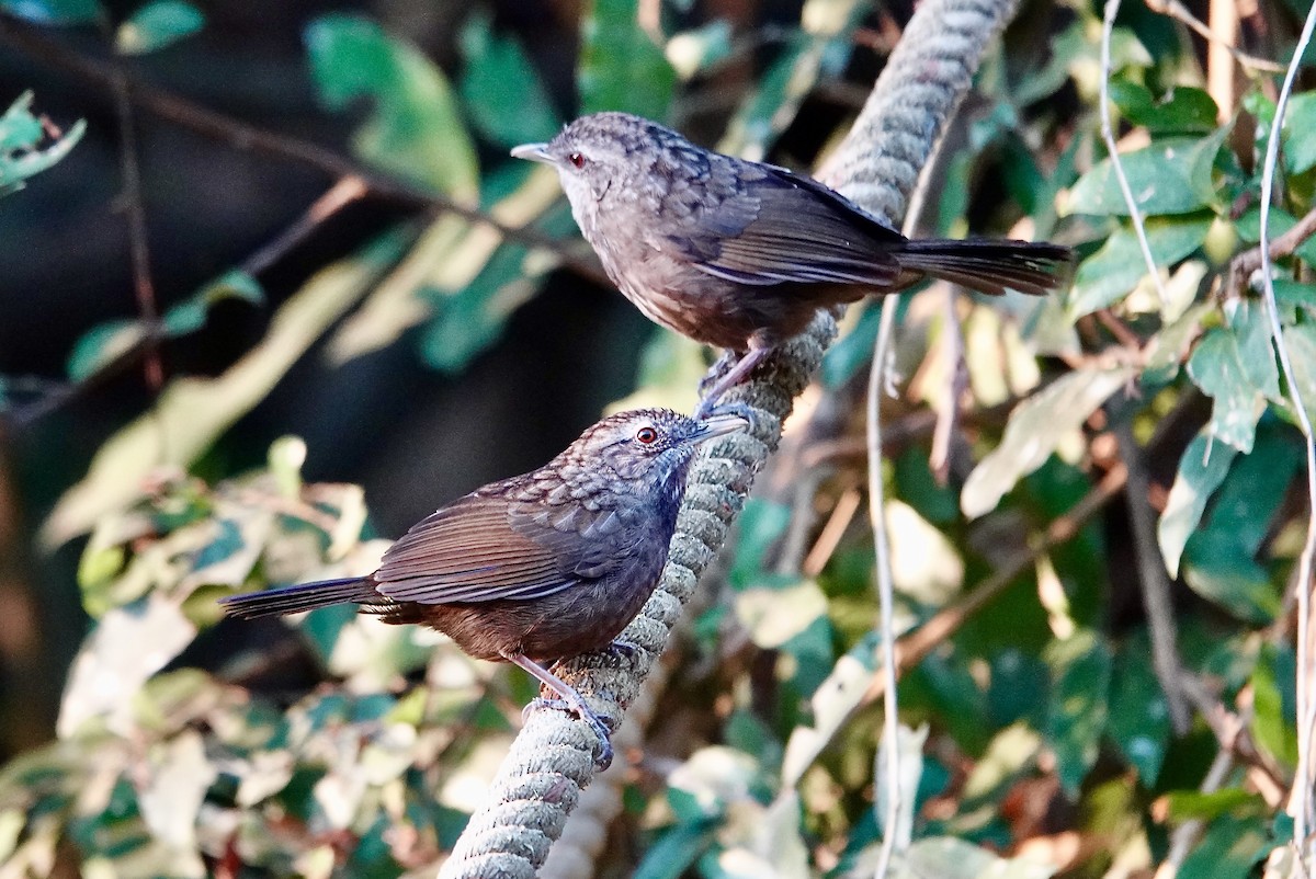 Variable Limestone Babbler - ML629269659