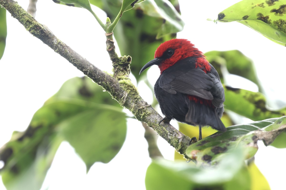 Samoan Myzomela - ML629269685