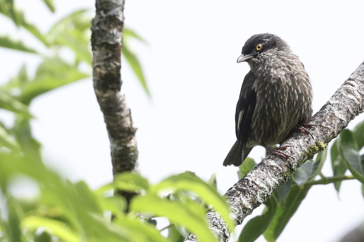 Polynesian Starling - ML629269688