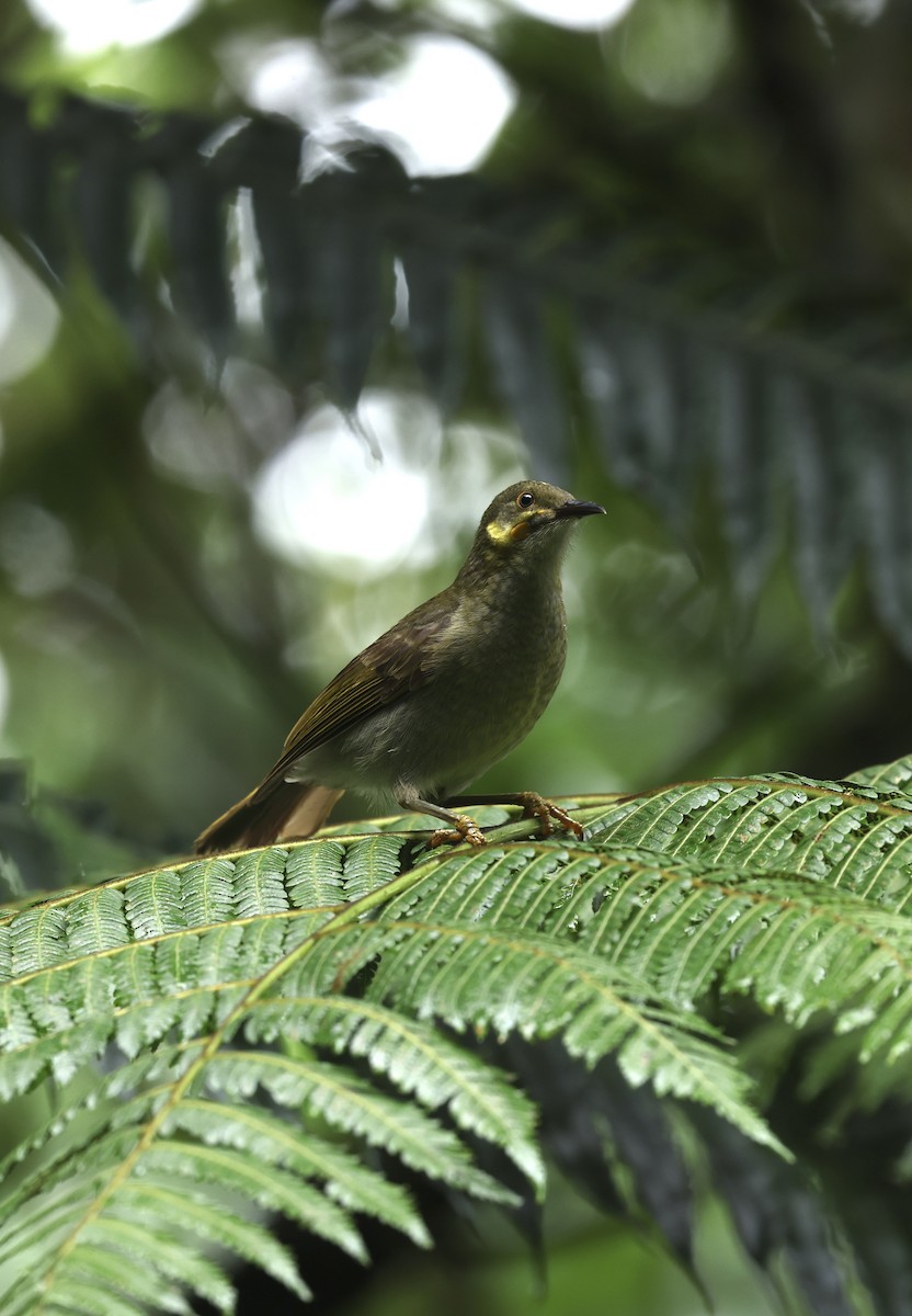 Eastern Wattled-Honeyeater - ML629269697