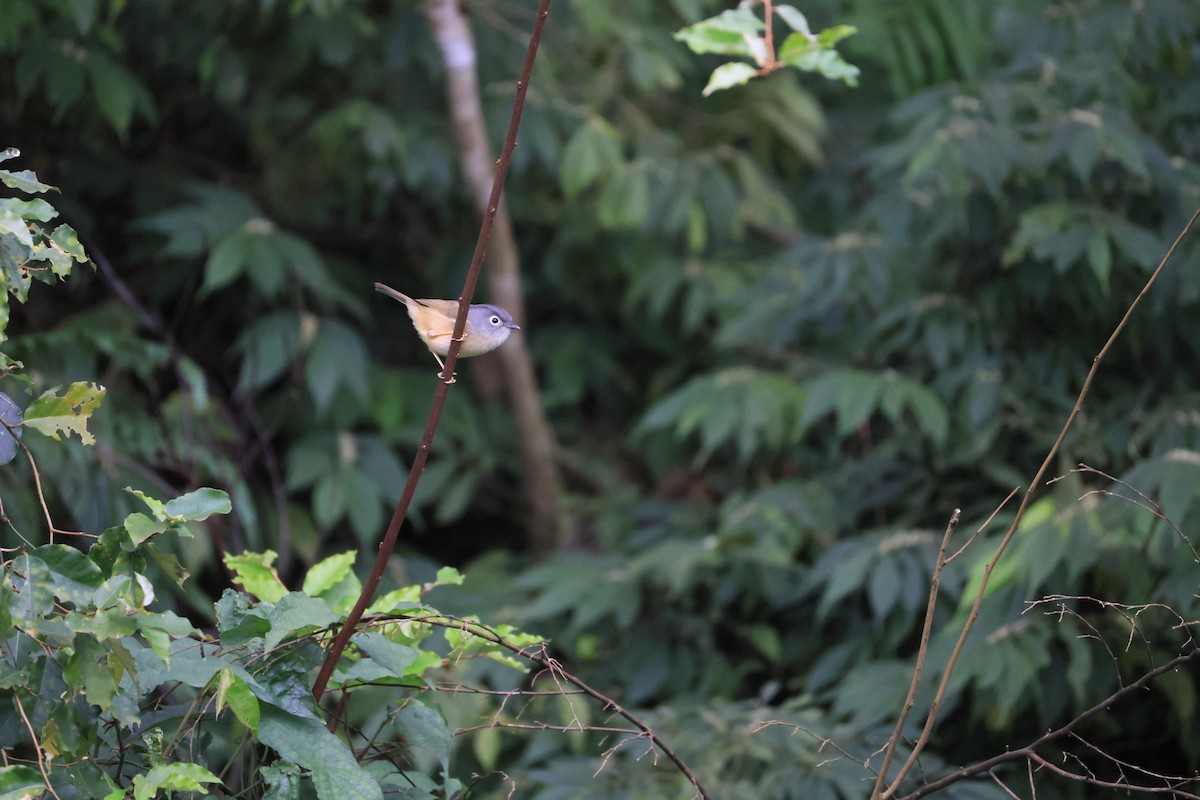 Morrison's Fulvetta - ML629269704