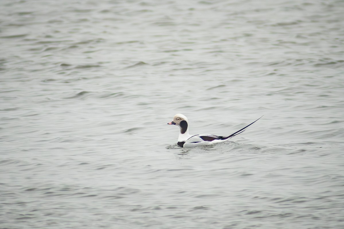 Long-tailed Duck - ML629269725