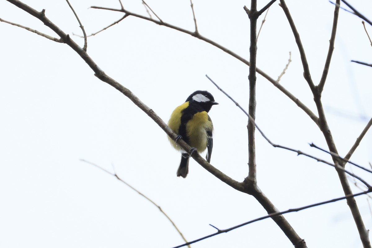 Green-backed Tit - ML629269753