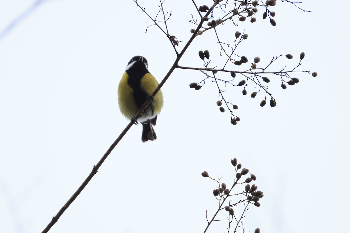Green-backed Tit - ML629269784