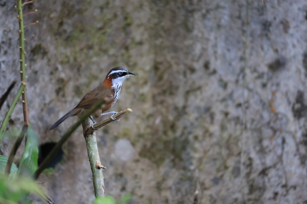 Taiwan Scimitar-Babbler - ML629269790