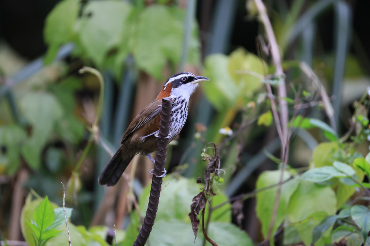 Taiwan Scimitar-Babbler - ML629269793