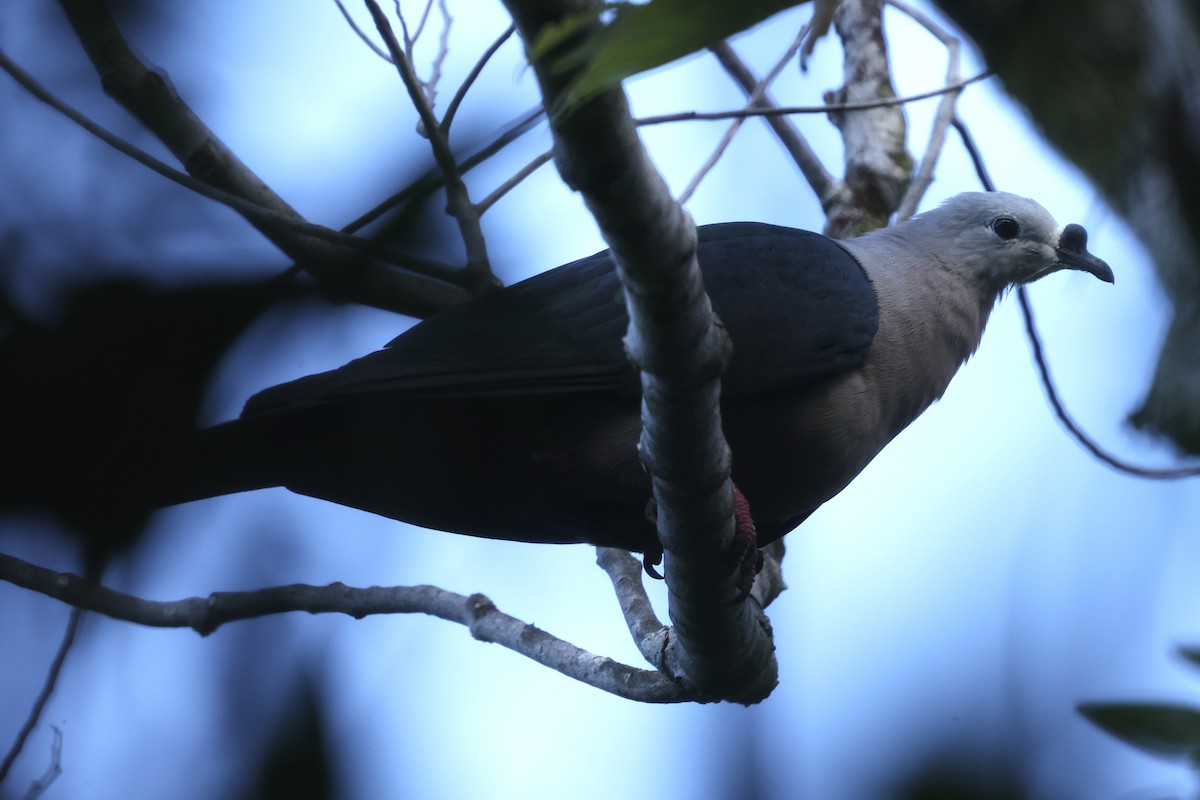 Pacific Imperial-Pigeon - ML629269900