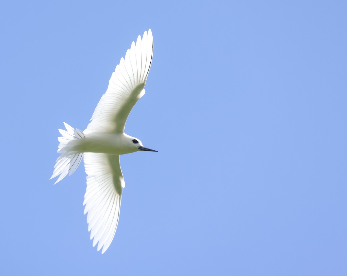 Blue-billed White-Tern - ML629269907