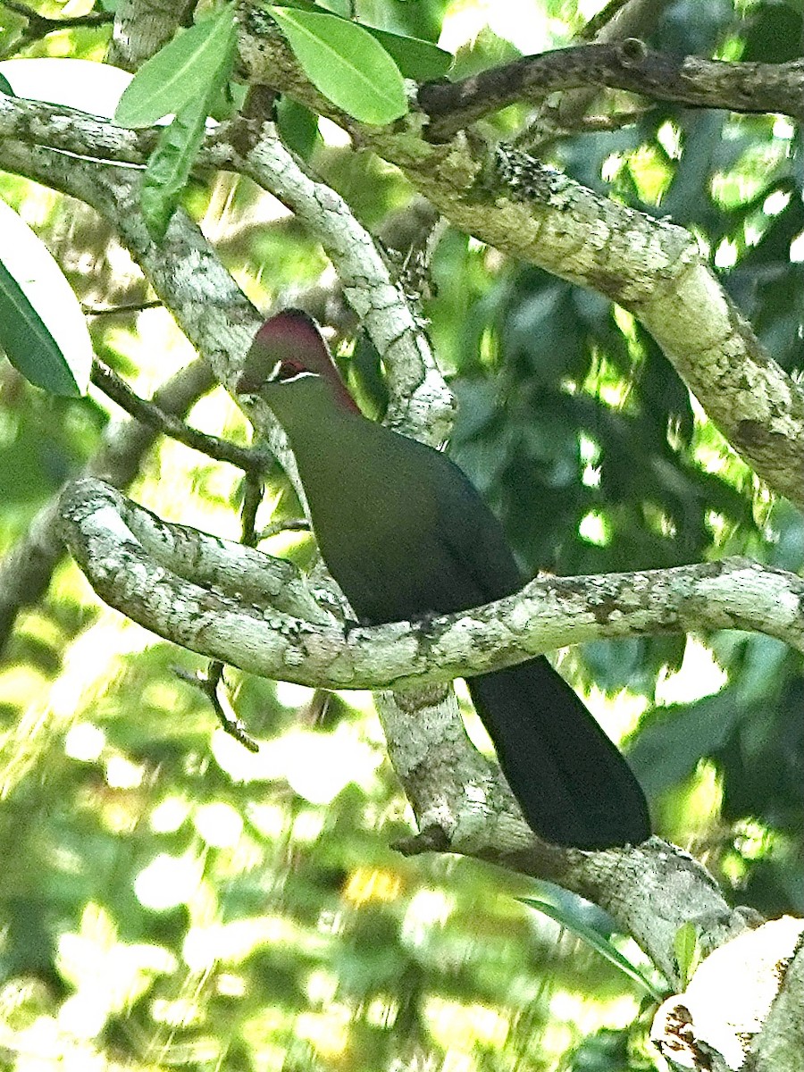 Fischer's Turaco - ML629269970